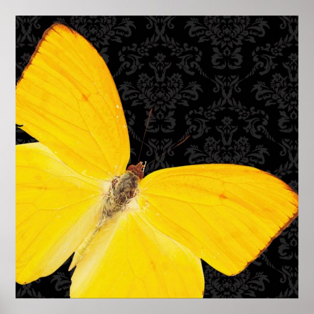 Elégant Papillon jaune Noir Damas Poster (Devant)