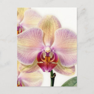 Elegant Pastel Purple Orchid Bloom Postcard
