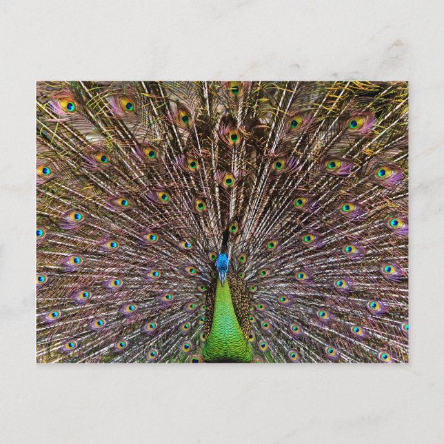 Elegant Peacock Bird and Feather Artwork Postcard (Front)