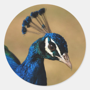 Elegant peacock - customizable stickers template