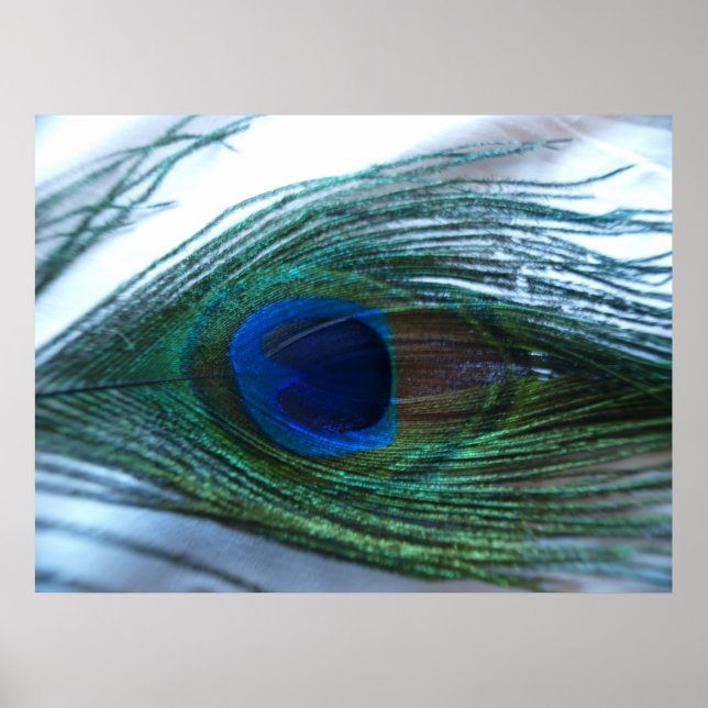 Elegant Peacock Feather Poster (Front)