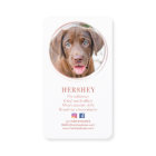 Elegant Photo Rose Gold Dog Pet Social Media