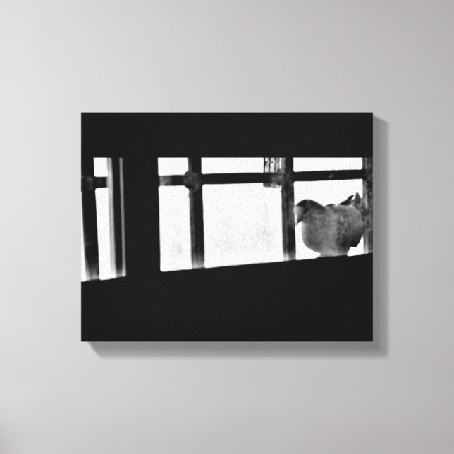 Elegant Pigeon Canvas Print (Front)