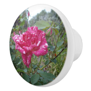 Elegant Pink And White Striped Rose, Ceramic Knob