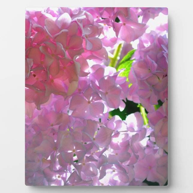 Elegant pink boho florals flowers hydrangeas plaque (Front)