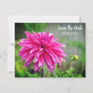 Elegant Pink Dahlia Flower Save the Date Holiday Card