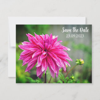 Elegant Pink Dahlia Flower Save the Date Holiday Card