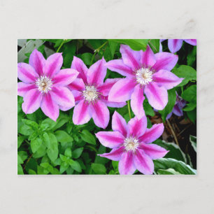 Elegant pink floral boho greenery postcard