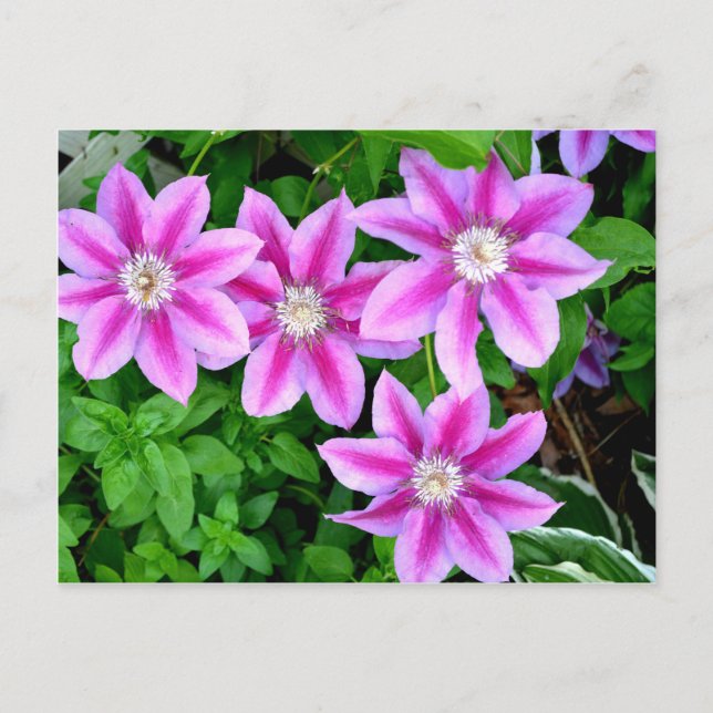 Elegant pink floral boho greenery postcard (Front)