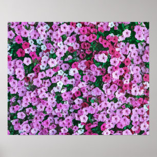 Elegant Pink Floral Daisies Acrylic Artwork Poster