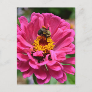 Elegant pink floral flower mum daisy honeybee postcard