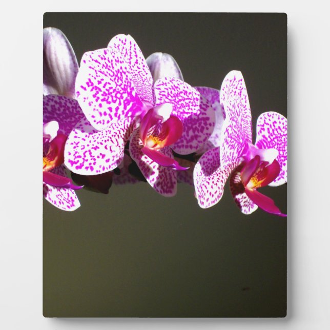 Elegant pink floral tropical pink orchids plaque (Front)