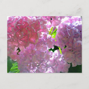 Elegant  pink flowers pink floral pink hydrangeas  postcard