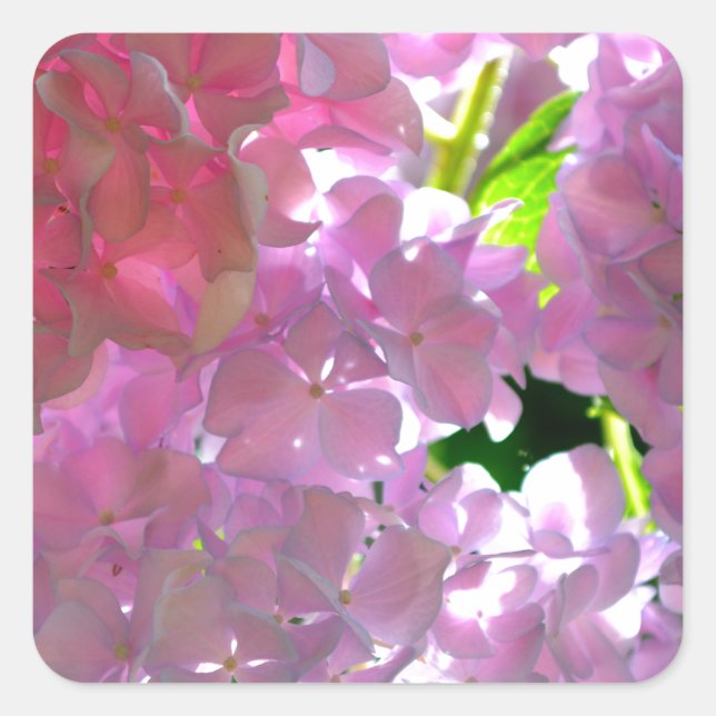 Elegant  pink flowers pink floral pink hydrangeas  square sticker (Front)