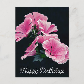 Elegant Pink Hollyhock Mallow Malva Flower Postcard