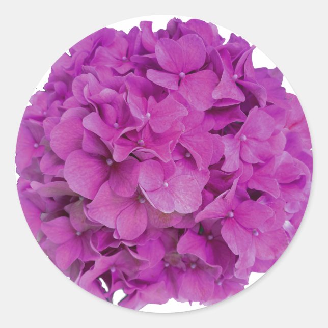 Elegant pink magenta floral hydrangeas roses  classic round sticker (Front)