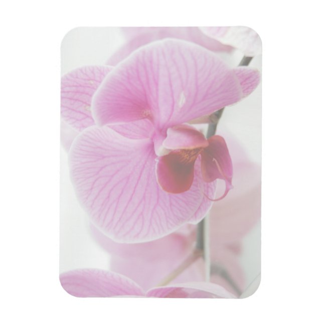 Elegant Pink Orchid Photo Magnet (Vertical)