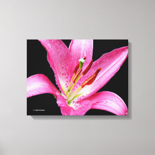 Elegant Pink Oriental Lily Lilium Stargazer Flower Canvas Print