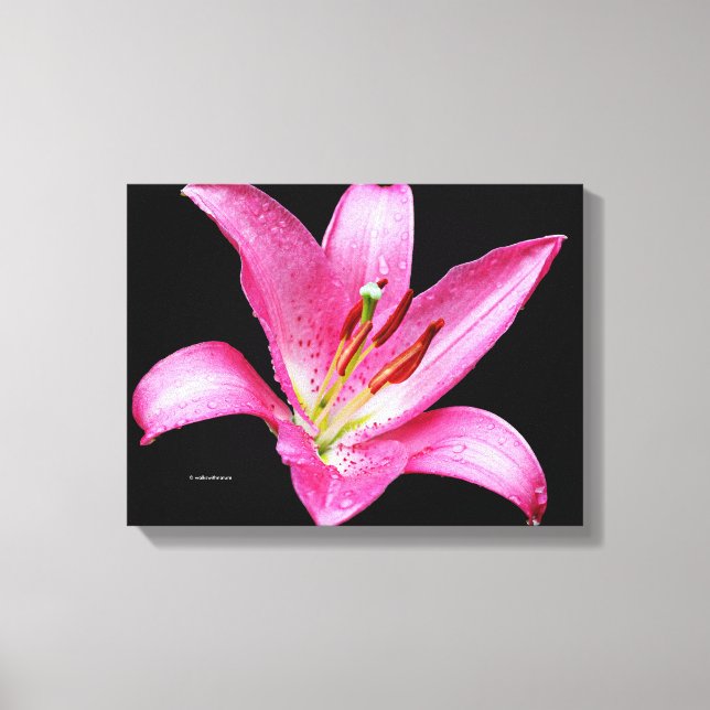 Elegant Pink Oriental Lily Lilium Stargazer Flower Canvas Print (Front)