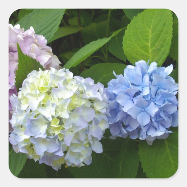 Elegant pink purple blue Hydrangeas florals  Square Sticker (Front)