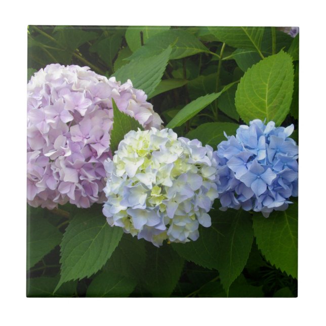 elegant pink purple blue Hydrangeas Tile (Front)