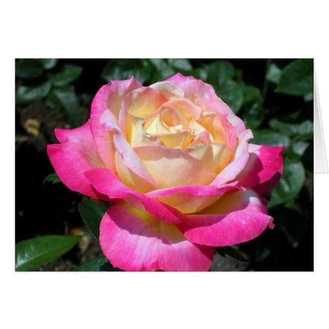 Elegant Pink Rose (Front Horizontal)