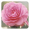 ELEGANT PINK ROSE