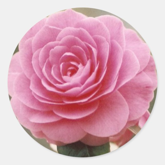 ELEGANT PINK ROSE CLASSIC ROUND STICKER (Front)