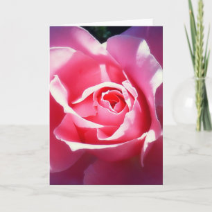 Elegant Pink Roses Valentine Card