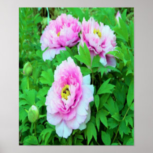 Elegant Pink Tree Peony Flowers with Yellow Center Poster