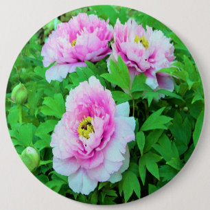 Elegant Pink Tree Peony Flowers with Yellow Centre 6 Inch Round Button
