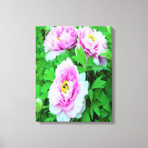 Elegant Pink Tree Peony Flowers with Yellow Centre Canvas Print