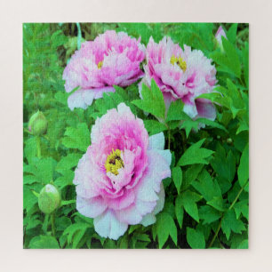 Elegant Pink Tree Peony Flowers with Yellow Centre Jigsaw Puzzle