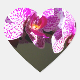 Elegant pink tropical floral flowers orchids  heart sticker