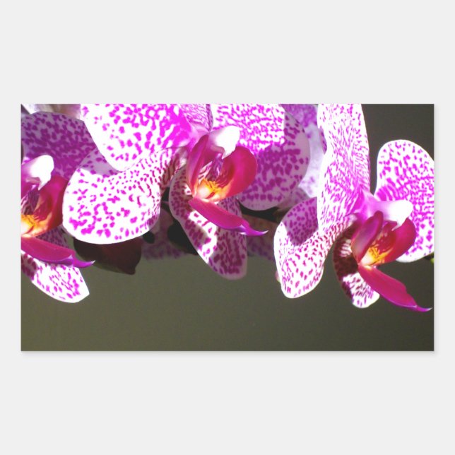 Elegant pink tropical floral flowers orchids  sticker (Front)