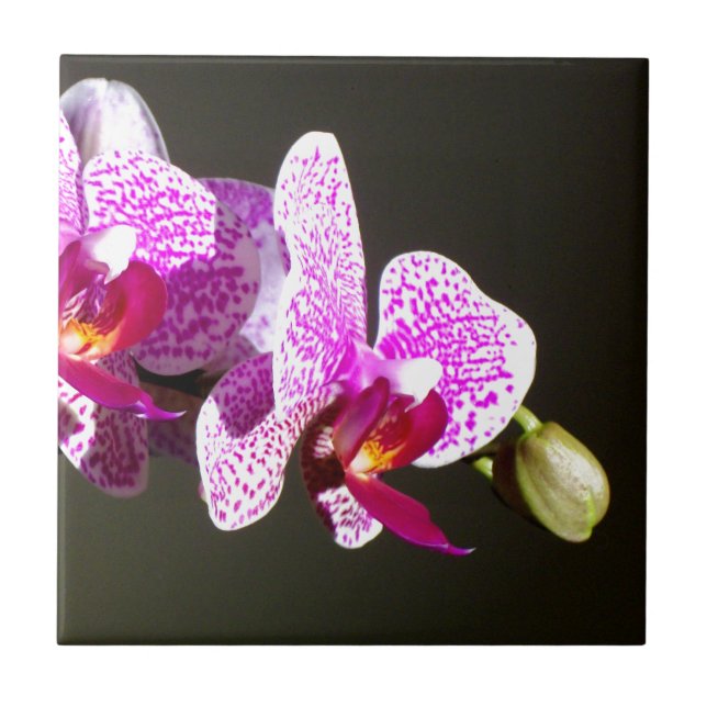 Elegant pink tropical floral flowers orchids  tile (Front)