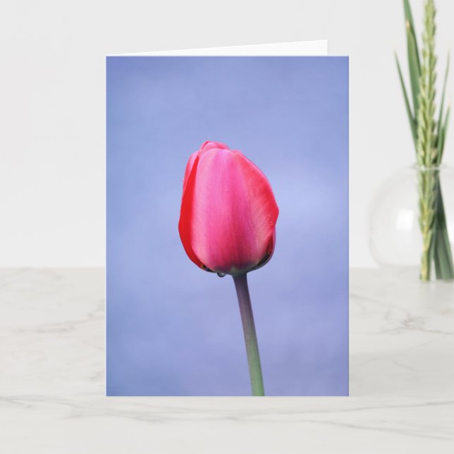 Elegant Pink Tulip Lavender Background Blank Card (Front)