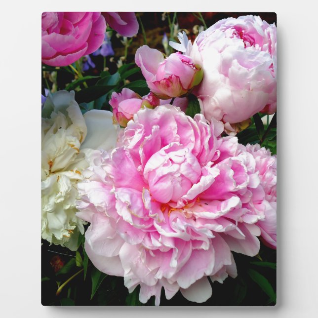 Elegant Pink White florals flowers Peonies Plaque (Front)