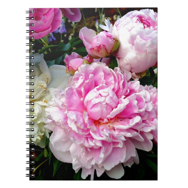 Elegant pink white peony floral garden photo notebook (Front)