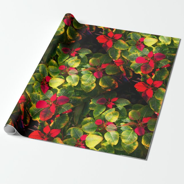 Elegant Poinsettia Christmas Wrapping paper (Unrolled)