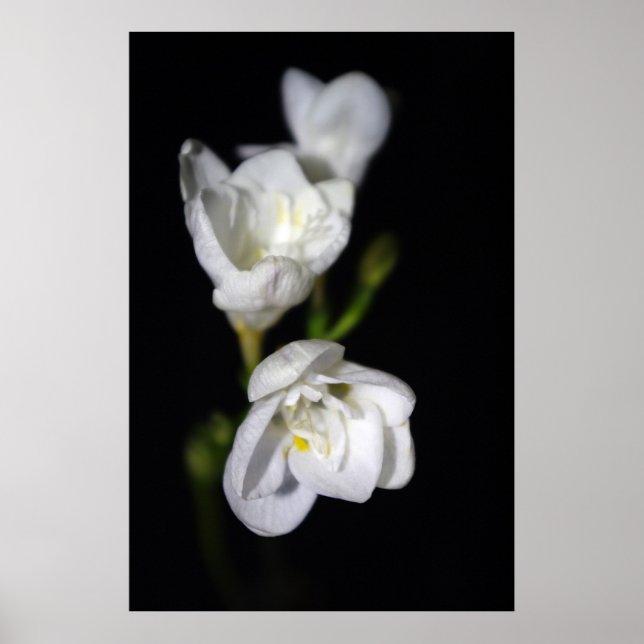 Elegant Poster (Front)