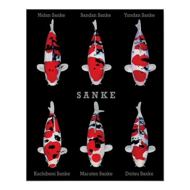 Elégant Poster de Poisson Koi - Déco Artistique et (Devant)