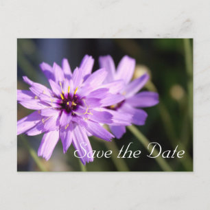Elegant, pretty purple daisy flower  save the date announcement postcard