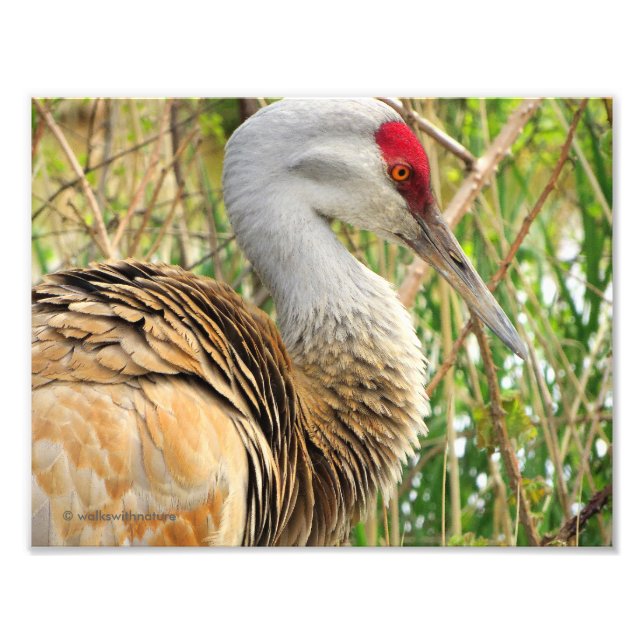 Elegant Profile of a Greater Sandhill Crane Photo Print (Front)
