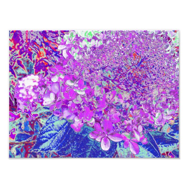 Elegant Purple and Blue Limelight Hydrangea Photo Print (Front)