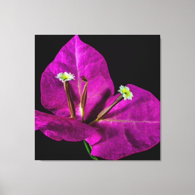 Elegant Purple Bougainvillea Canvas Print (Front)