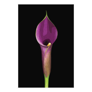 Elegant Purple Calla Lily Illustration Photo Print