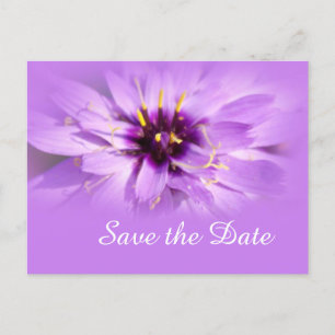 Elegant purple daisy flower save the date postcard