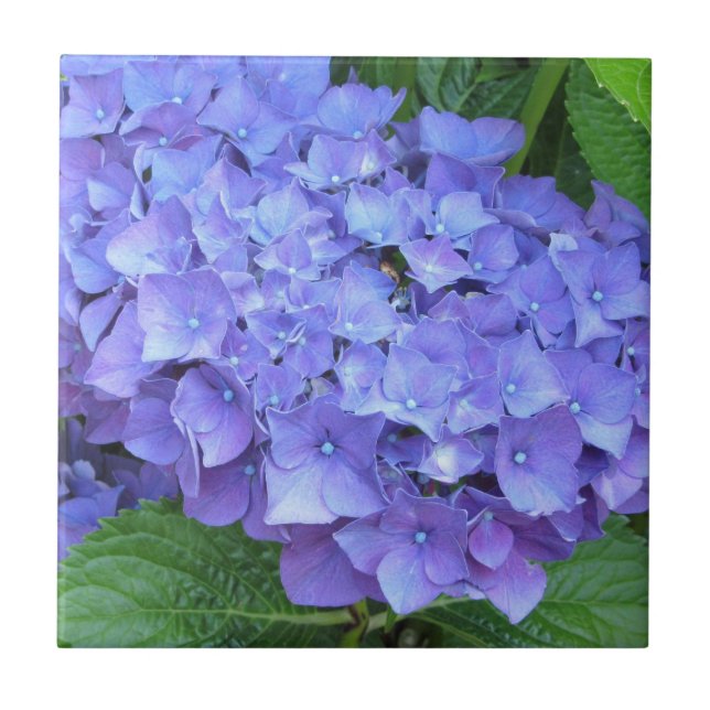 Elegant Purple Hydrangeas Tile (Front)