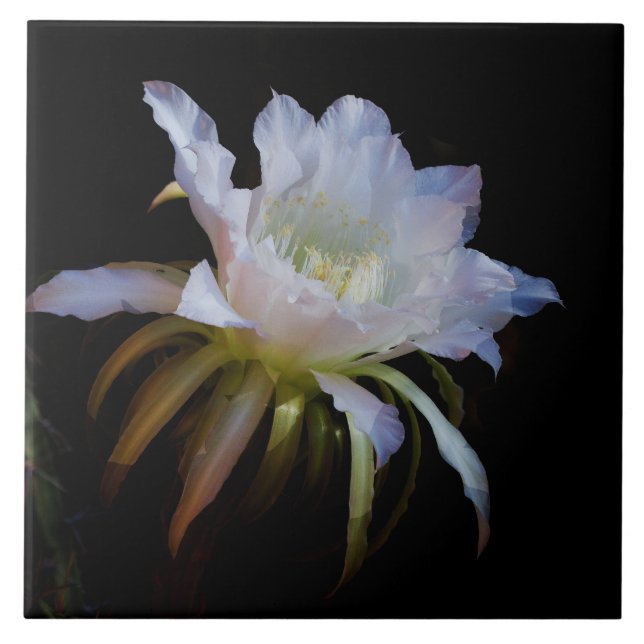 Elegant Queen-of-the Night Cactus flower Tile (Front)